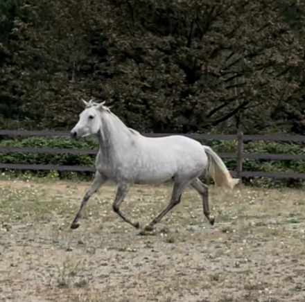 HorseID: 2311884 Astrid NW - PhotoID: 1096857