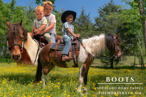 HorseID: 2311886 Excaliber’s Kink E Boots - PhotoID: 1096859