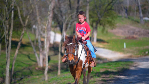 HorseID: 2311886 Excaliber’s Kink E Boots - PhotoID: 1096860