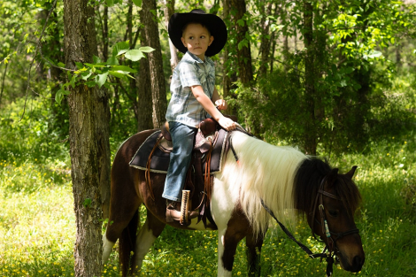 HorseID: 2311886 Excaliber’s Kink E Boots - PhotoID: 1096861