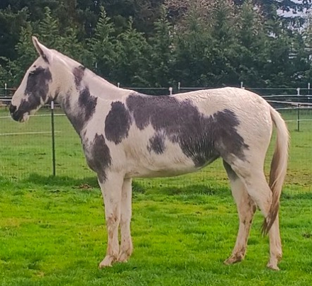 HorseID: 2311887 Dreamer - PhotoID: 1097118