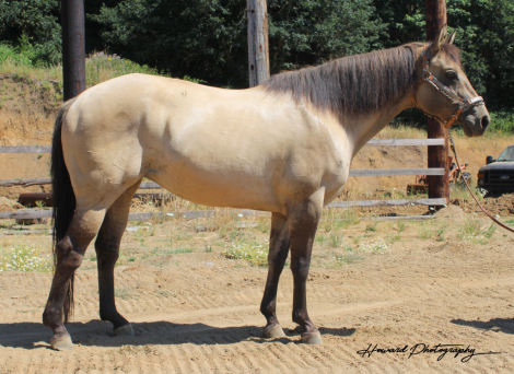 HorseID: 2311888 Seekers Buttercup - PhotoID: 1097165