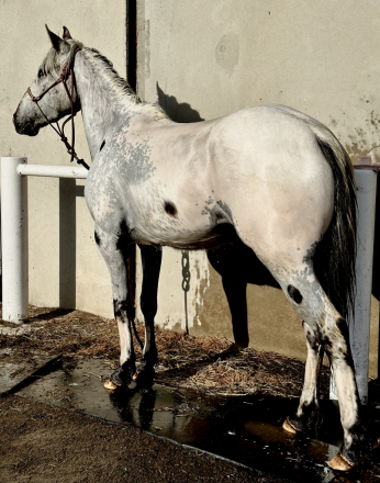 HorseID: 2311891 Cowlitz Timkerbelle - PhotoID: 1096873