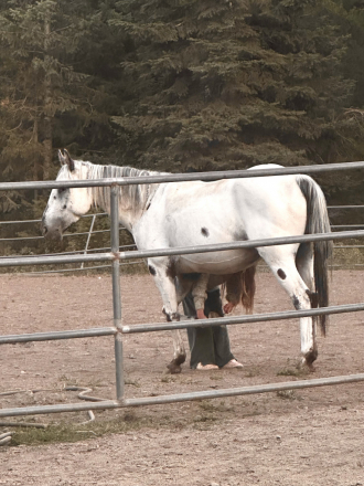 HorseID: 2311891 Cowlitz Timkerbelle - PhotoID: 1096876