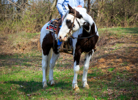 HorseID: 2311903 Apache - PhotoID: 1096882