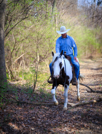 HorseID: 2311903 Apache - PhotoID: 1096883