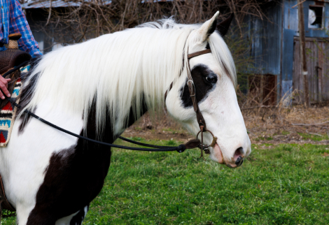 HorseID: 2311903 Apache - PhotoID: 1096884