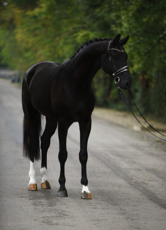 HorseID: 2311906 Desperado - PhotoID: 1096891