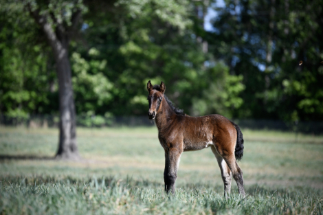 HorseID: 2311907 McCurdy's Trinity - PhotoID: 1096887