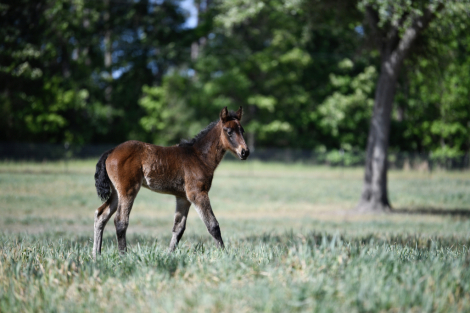 HorseID: 2311907 McCurdy's Trinity - PhotoID: 1096888