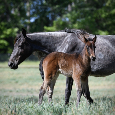 HorseID: 2311907 McCurdy's Trinity - PhotoID: 1096890