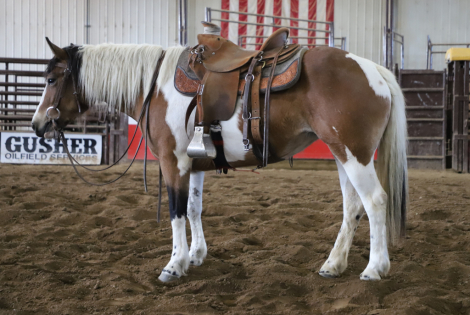 HorseID: 2311909 Petunia - PhotoID: 1096895