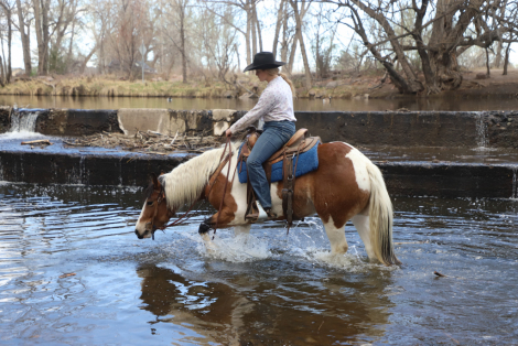 HorseID: 2311909 Petunia - PhotoID: 1096896