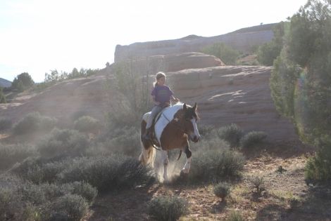 HorseID: 2311909 Petunia - PhotoID: 1096897