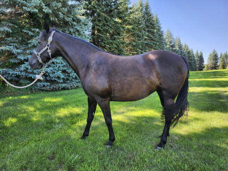HorseID: 2311910 Cleos Heart of the Storm - PhotoID: 1096907