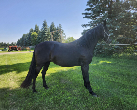 HorseID: 2311910 Cleos Heart of the Storm - PhotoID: 1096908