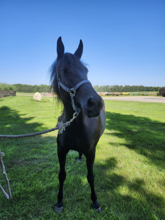 HorseID: 2311910 Cleos Heart of the Storm - PhotoID: 1096909