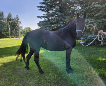 HorseID: 2311910 Cleos Heart of the Storm - PhotoID: 1096910