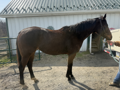 HorseID: 2311915 Rebel - PhotoID: 1096900
