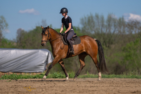 HorseID: 2311924 Margies Frosty Buck - PhotoID: 1096913