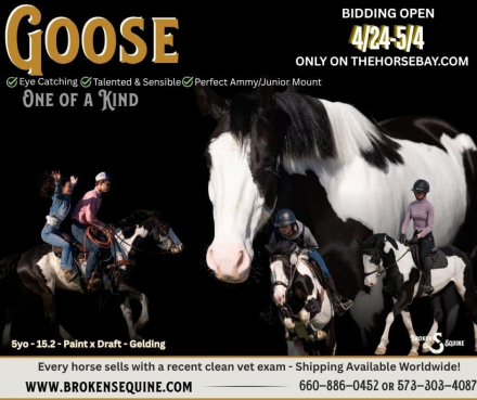 HorseID: 2311926 Duck Duck Goose - PhotoID: 1096916