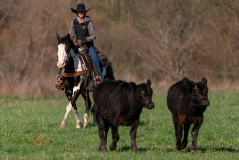HorseID: 2311926 Duck Duck Goose - PhotoID: 1096917