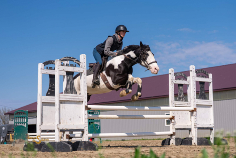 HorseID: 2311926 Duck Duck Goose - PhotoID: 1096918