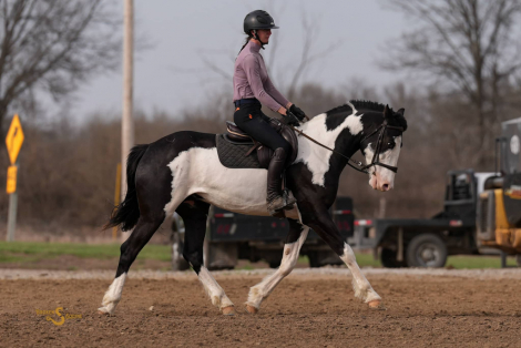 HorseID: 2311926 Duck Duck Goose - PhotoID: 1096919