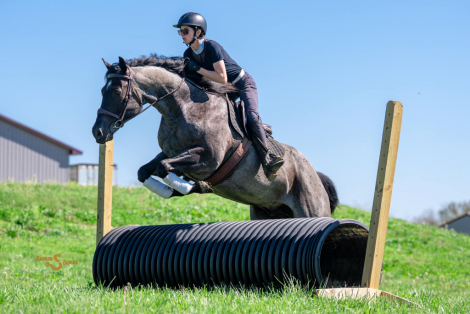 HorseID: 2311927 RMS Firebug - PhotoID: 1096921