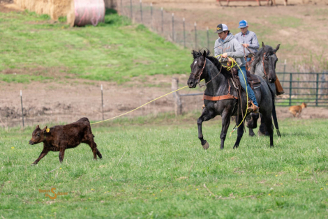 HorseID: 2311927 RMS Firebug - PhotoID: 1096922