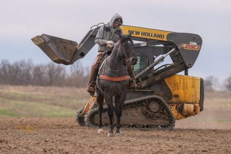 HorseID: 2311927 RMS Firebug - PhotoID: 1096923