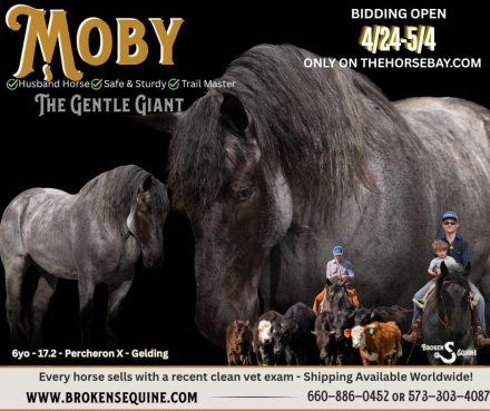 HorseID: 2311928 Moby - PhotoID: 1096924