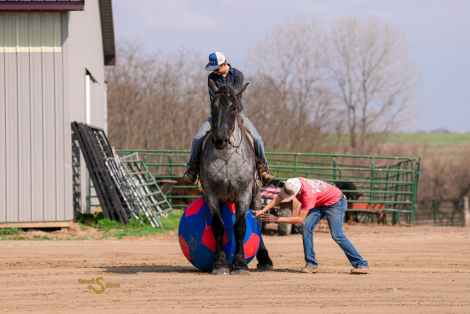 HorseID: 2311928 Moby - PhotoID: 1096926