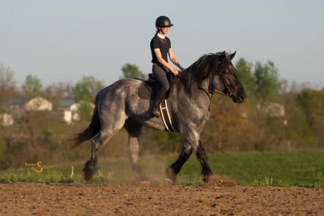 HorseID: 2311928 Moby - PhotoID: 1096927