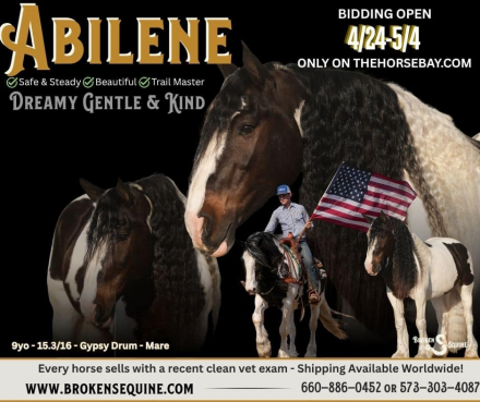 HorseID: 2311929 Abilene - PhotoID: 1096928
