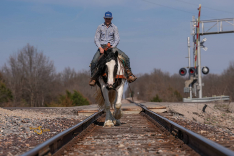 HorseID: 2311929 Abilene - PhotoID: 1096930