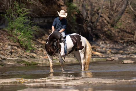 HorseID: 2311929 Abilene - PhotoID: 1096931