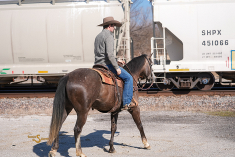 HorseID: 2311930 Smokums Gunn - PhotoID: 1096935
