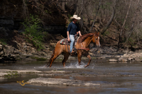HorseID: 2311932 Smart Shootin Flash - PhotoID: 1096937