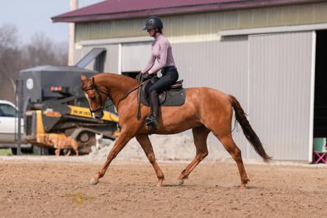 HorseID: 2311932 Smart Shootin Flash - PhotoID: 1096939
