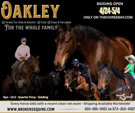 HorseID: 2311935 Oakley - PhotoID: 1096940