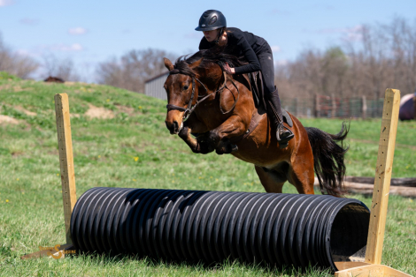 HorseID: 2311935 Oakley - PhotoID: 1096941