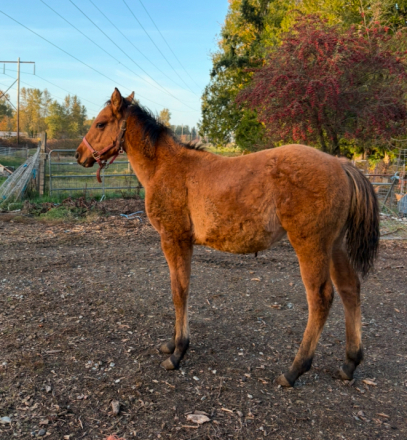 HorseID: 2311936 Smart lil drift - PhotoID: 1096944