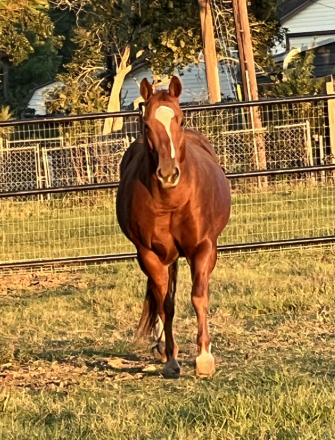 HorseID: 2311944 Sioux me - PhotoID: 1096945