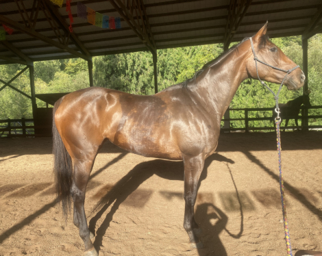 HorseID: 2311945 Maple - PhotoID: 1096946