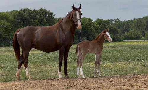 HorseID: 2311953 Uniko - PhotoID: 1096948