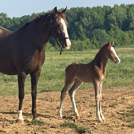 HorseID: 2311953 Uniko - PhotoID: 1096949