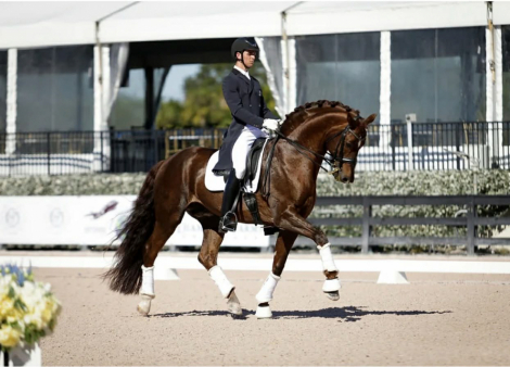 HorseID: 2311953 Uniko - PhotoID: 1096950