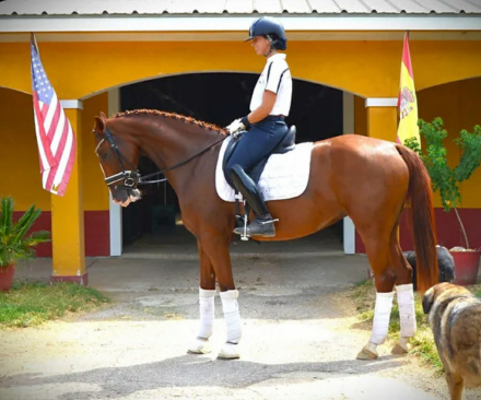 HorseID: 2311953 Uniko - PhotoID: 1096951