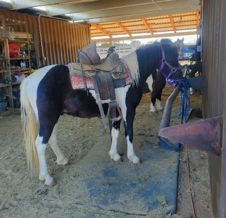 HorseID: 2311956 Wonderer - PhotoID: 1096999